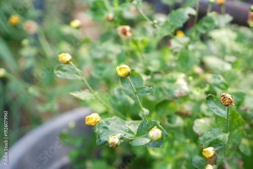 The yellow chrysanthemums are blooming.