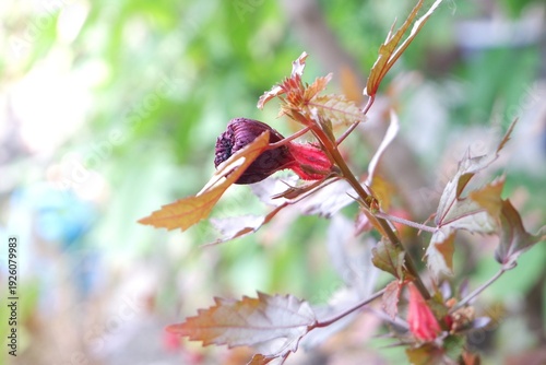 Fotografi Close-up of the wine-red petals and dark core of a Cranberry Hibiscus bloom, a rare and fleeting tropical beauty