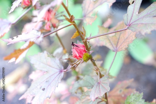 Fotografi A fleeting bloom of Hibiscus acetosella amidst its iconic burgundy foliage