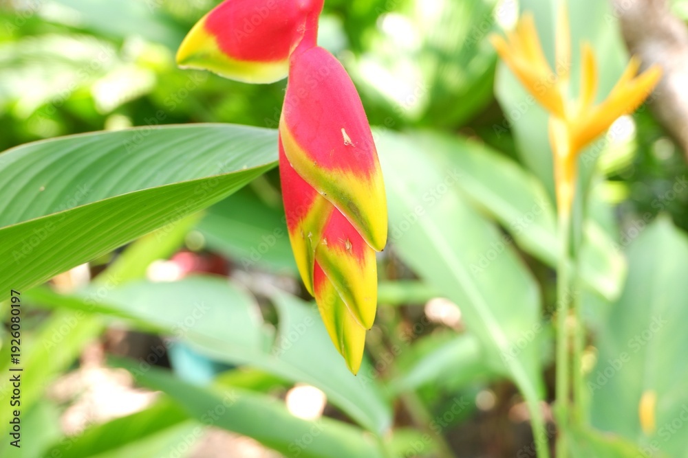 Obraz premium Close-up of the waxy, pendulous inflorescence of Heliconia rostrata, a centerpiece of tropical garden design.