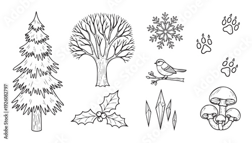 Collection of hand drawn outline winter and forest elements including a pine tree, bare tree, snowflake, bird, holly, paw prints, crystals, and mushrooms perfect for seasonal graphic