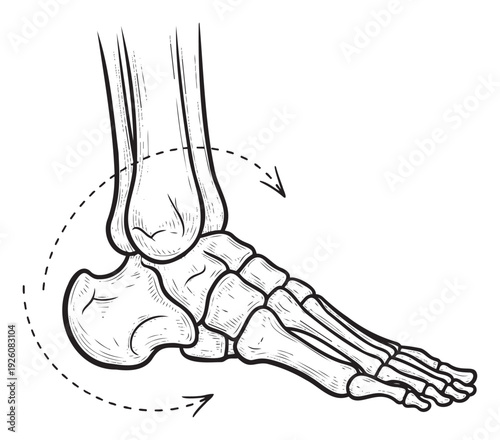 Anatomy diagram of the human foot and ankle bones demonstrating joint rotation, ideal for medical education, physical therapy information, and biomechanical studies.