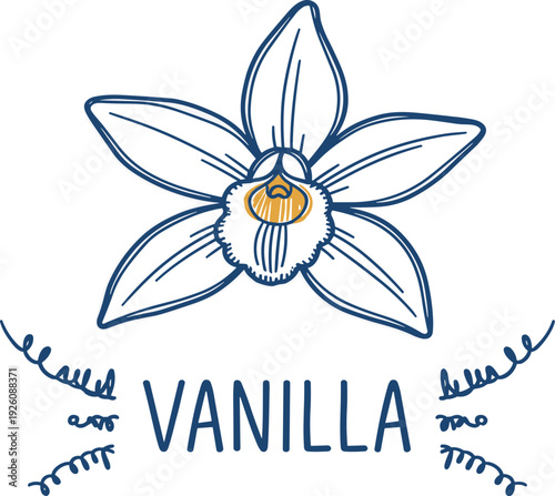 Vanilla flower illustration with decorative elements and typography, showcasing a simple yet elegant design style.