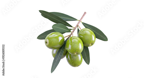 Wallpaper Mural Green Olives on Branch with Leaves Torontodigital.ca