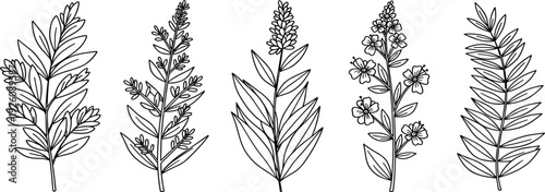 Illustrations of various plant species with leaves and flowers in a botanical line art style