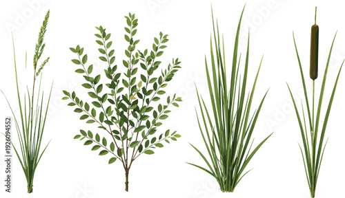 Botanical plant illustration, grass species, leafy shrub, tufted grass, cattail plant, ecological education, plant identification, nature study, green foliage artwork