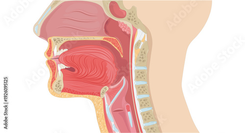 Anatomical illustration of the human head and neck in sagittal view, detailing internal structures of the oral cavity, pharynx, and larynx for educational purposes