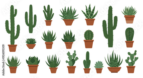 A large collection of various cacti and succulent plants in brown pots isolated on a white background for botanical designs.