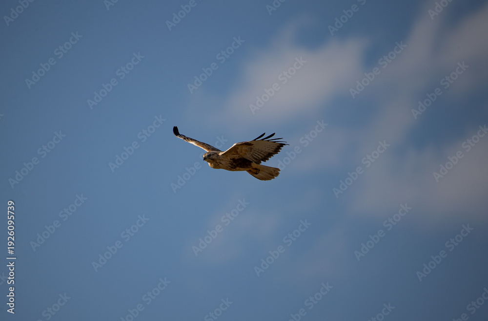 Obraz premium The Long-legged Buzzard is resident in north Africa, the Arabian Peninsula, south-east Europe, the Middle East and central Asia.