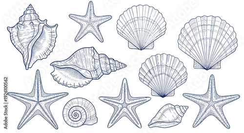 Collection of Hand-Drawn Seashells and Starfish Illustrations