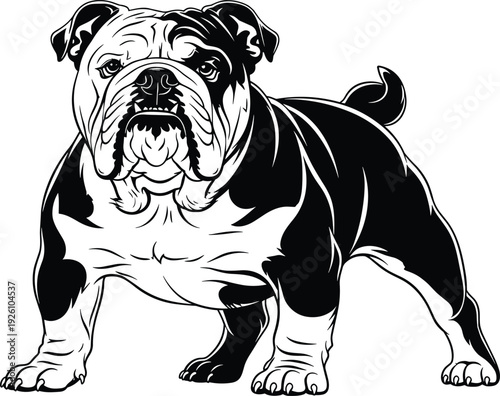 Black and white bulldog illustration in strong stance, showcasing muscular build, wrinkled face, short snout, curled tail, and bold artistic shading details