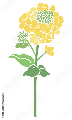 Vector illustration of rapeseed flowers (nanohana) | Spring flower art
