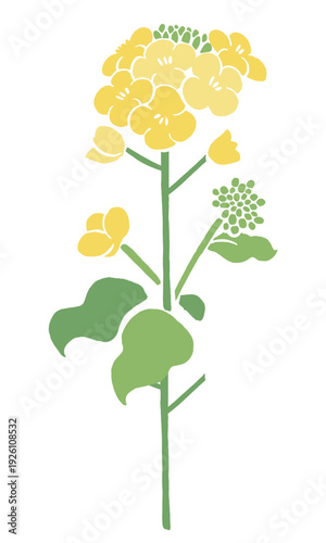 Vector illustration of rapeseed flowers (nanohana) | Spring flower art