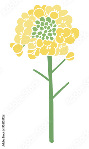 Vector illustration of rapeseed flowers (nanohana) | Spring flower art