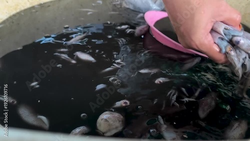the process of processing fresh squid in a large container filled with black ink, euthida