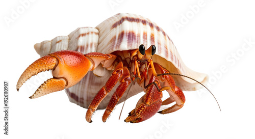 Vibrant orange hermit crab with large claw peeking out of a striped shell, isolated on white.