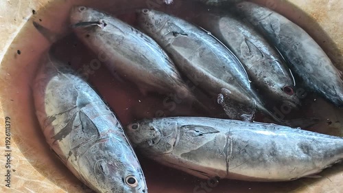 mackerel tuna or Euthynnus affinis, which is in the process of being prepared or processed