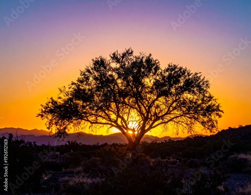 Stunning Silhouette of a Tree Against a Vibrant Sunset Sky in the Desert.