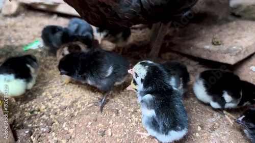a mother hen brooding her newly hatched chicks.