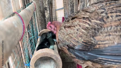 a mother hen brooding her newly hatched chicks.