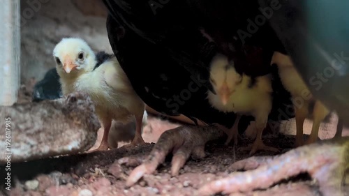 a mother hen with her chicks taking shelter under her body