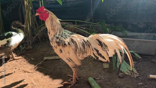 A rooster, a type of fighting chicken, is in an open area with a duck visible in the left background.