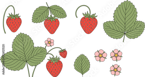 Strawberry Plant Collection with Fresh Berries, Leaves and Blossoms Botanical Flat Vector Illustration Set