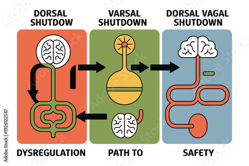 A detailed illustration of the dorsal vagal shutdown pathway to safety