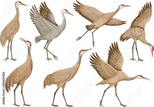 Sandhill crane bird illustration set, detailed flying and standing cranes isolated on white background wildlife vector collection