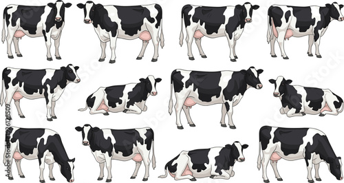 Holstein dairy cow set in different poses vector illustration collection isolated on white background for farm animal and agriculture design