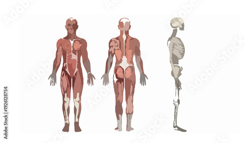 Human anatomy front back side musculature skeletal vector