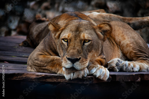 Fotografija Portrait of a lion