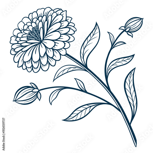 zinnia flower vector illustration