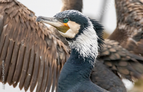 Cuadro en lienzo Great Cormorant (Phalacrocorax carbo) in natural habitat