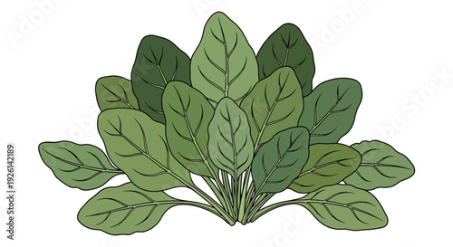 Green leaves on a plant stem.