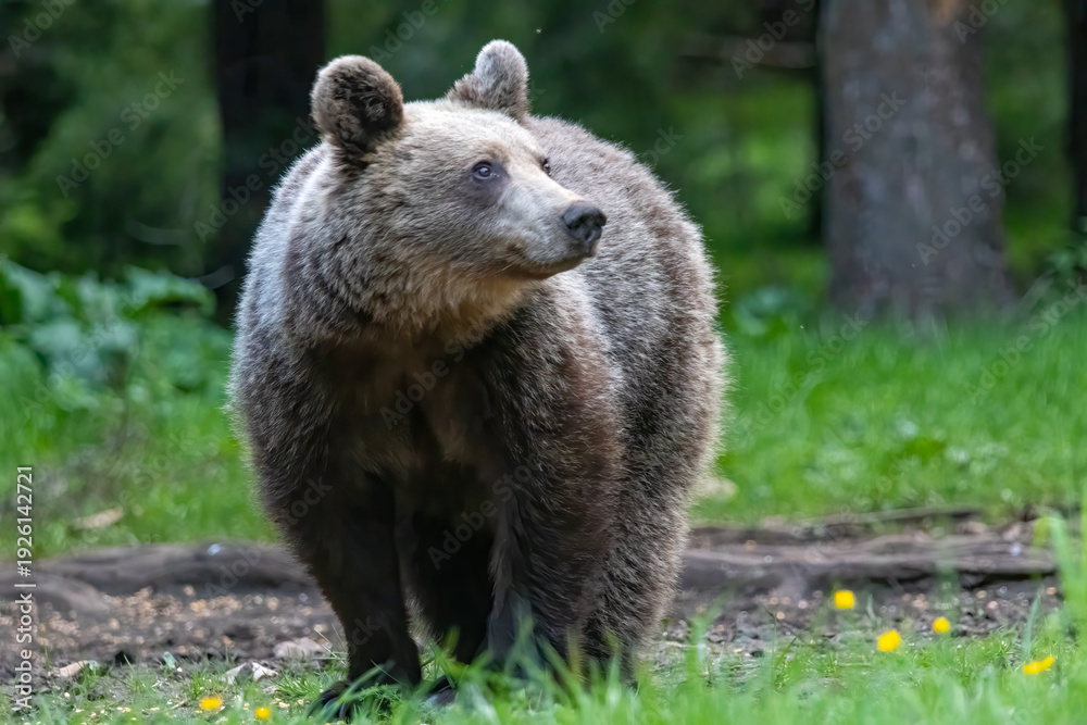 Fototapeta premium Brown Bear close up portrait in the nature