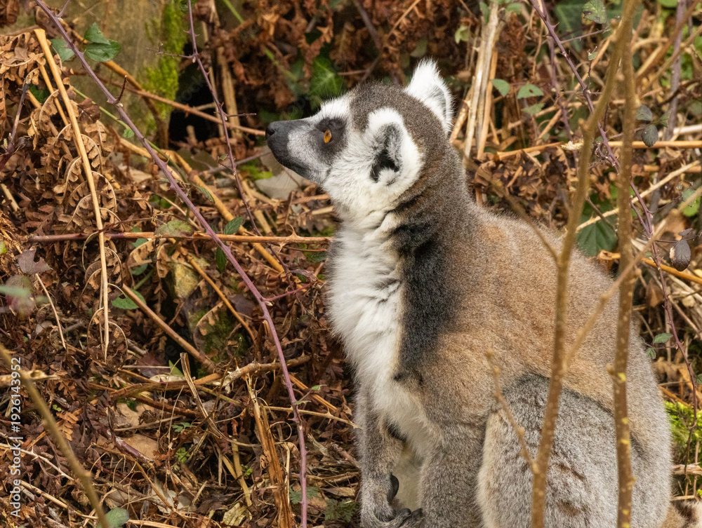 Fototapeta premium Maki catta
