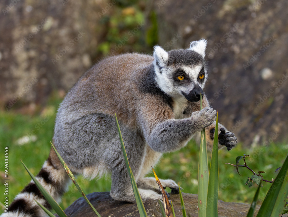 Fototapeta premium Maki catta