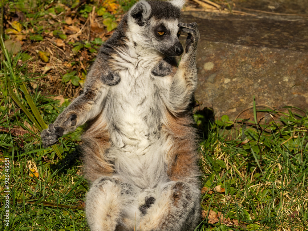 Fototapeta premium Maki catta