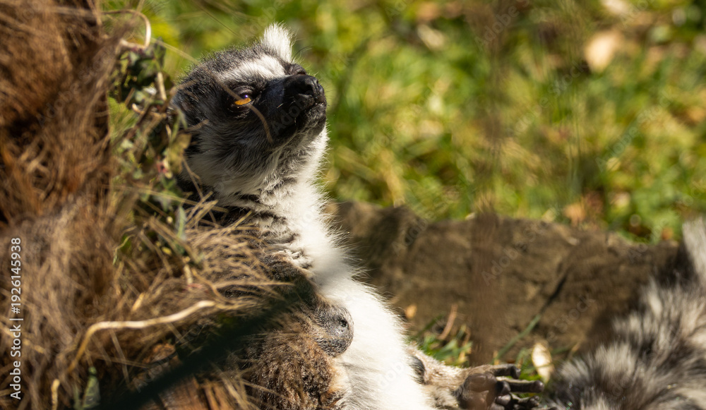 Fototapeta premium Maki catta