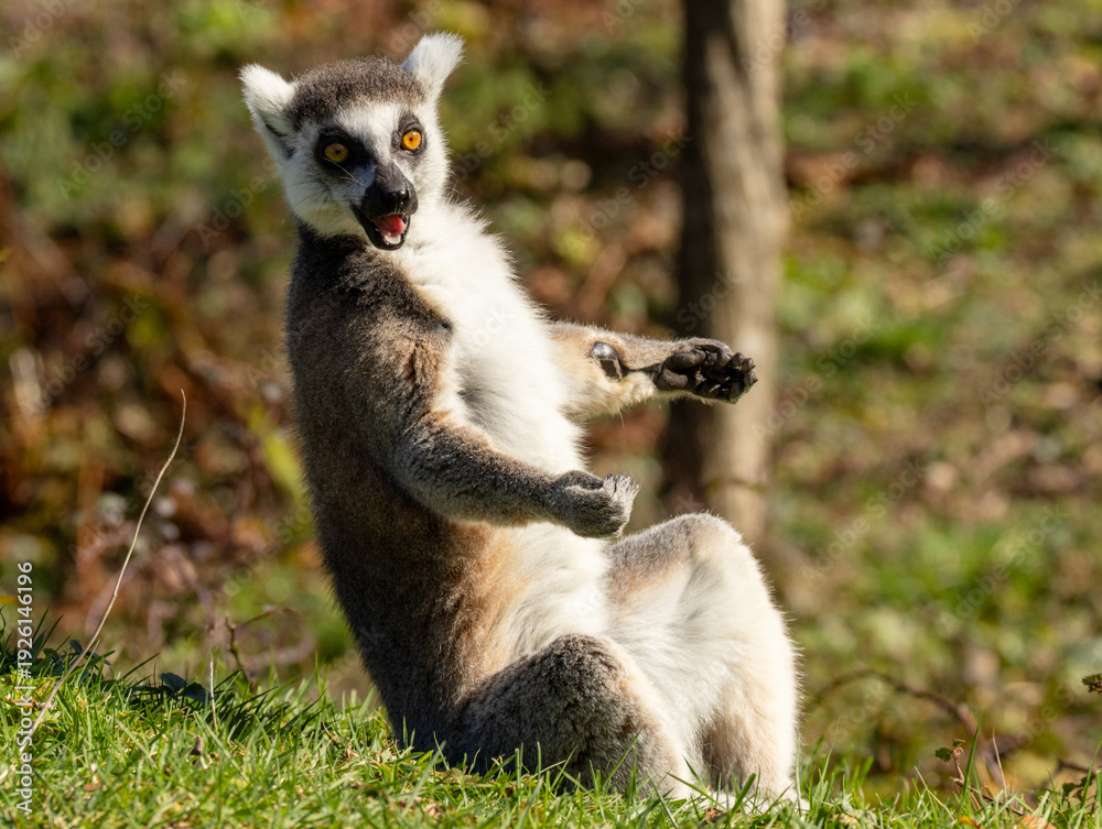 Obraz premium Maki catta