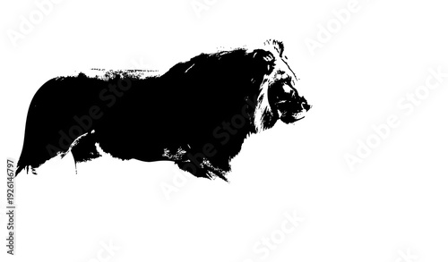 Lion Side Profile Emerging from Mist Monochrome Wildlife Photography on White