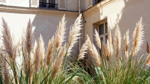 Large field of tall grasses with a building in the background. The grass is dry and brown, and the building is white