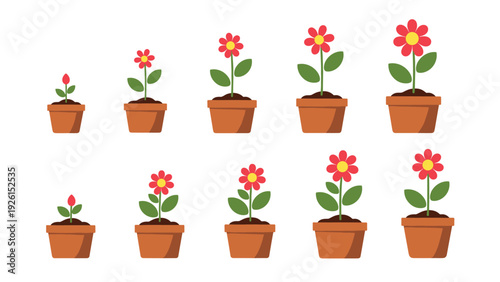 Visual stages of a flower growing from a small sprout to a full red bloom in terracotta pots, illustrating plant life cycle and growth.