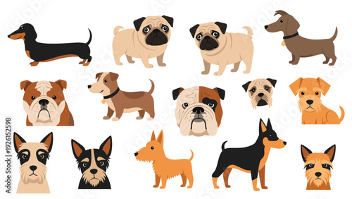 Large set of various dog breed illustrations showing faces and full bodies of pugs, bulldogs, dachshunds, and terriers for pet fans.