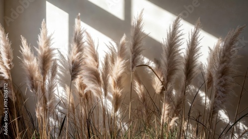 Bunch of dry grass is in the sun. The grass is tall and brown. The sun is shining on the grass, making it look even more dry and brown