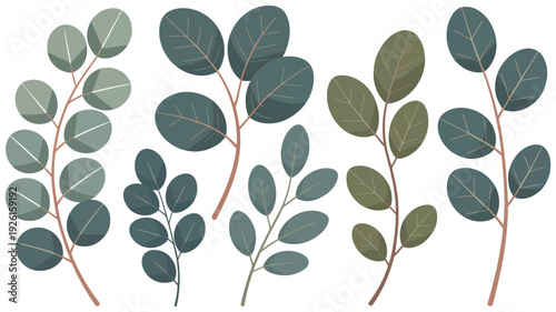 Eucalyptus leaves vector illustration set on a white background