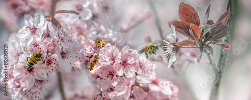closeup on honey bee in beautiful pink flowers  on branches of prunus bloomin...