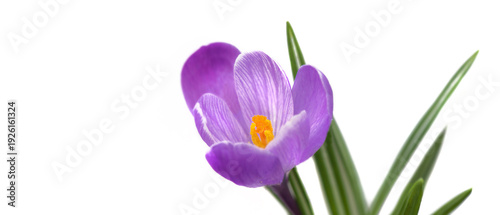 closeup on violet crocus and yellow pistils blooming in white background with...