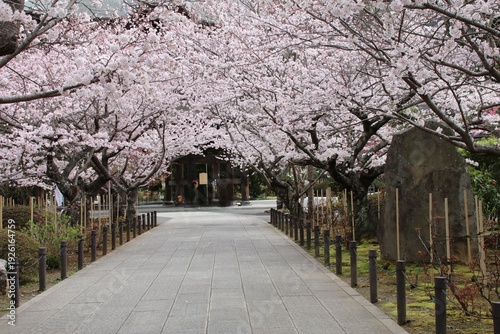 桜の季節の鎌倉。建長寺。